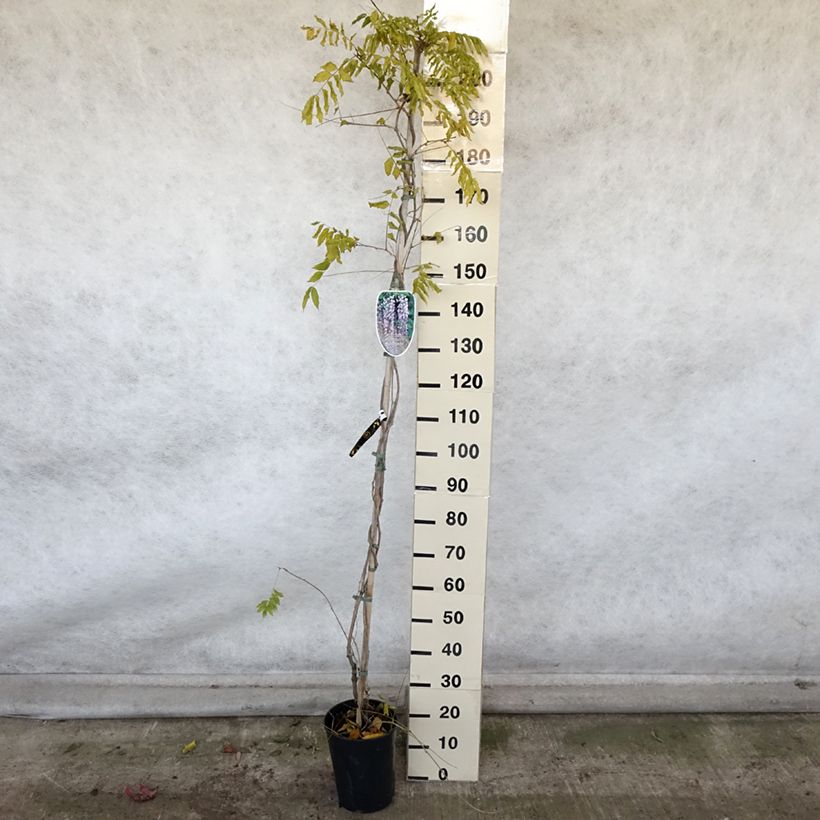 Ejemplar de Wisteria floribunda Lawrence - Glicinia japonesa Maceta 6L/7L entregado en otoño