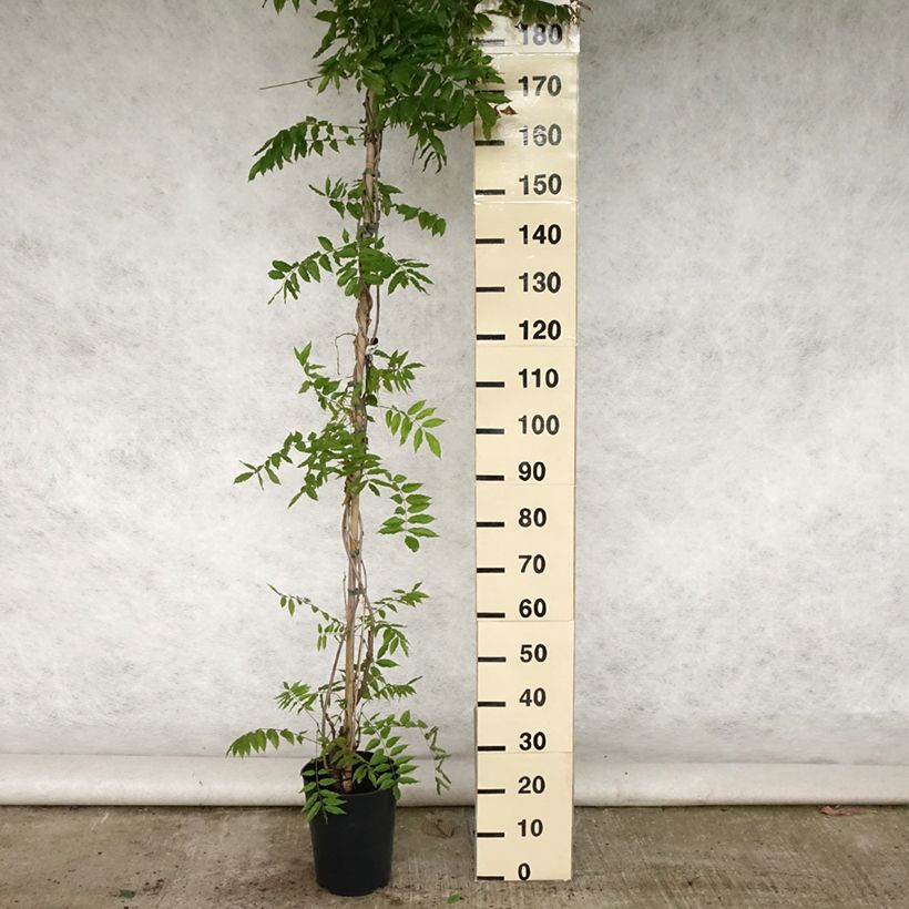 Ejemplar de Wisteria floribunda Lawrence - Glicinia japonesa Maceta 6L/7L entregado en verano