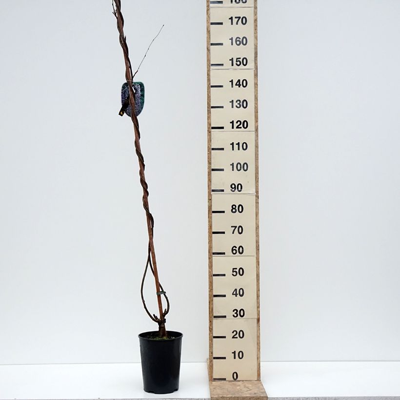 Wisteria floribunda Lawrence - Glicinia japonesa Maceta 6L/7L Ejemplar entregado en invierno