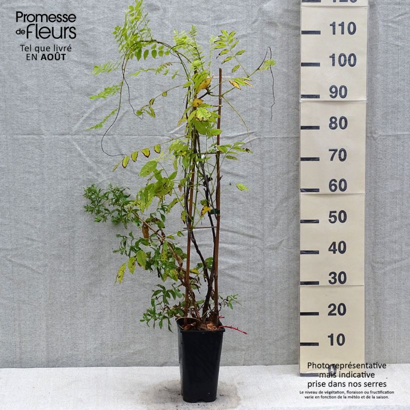 Ejemplar de Wisteria floribunda Ed's Blue Dragon - Glicinia japonesa Maceta 2L/3L entregado en verano