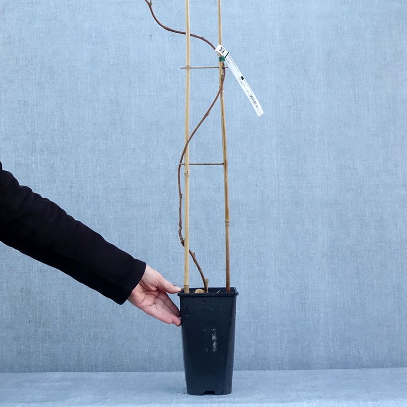 Wisteria floribunda Lipstick - Glicinia japonesa Maceta 3L/4L Ejemplar entregado en invierno