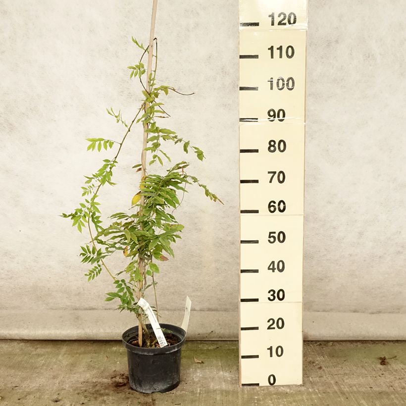 Ejemplar de Wisteria floribunda Macrobotrys De Belder - Glicinia japonesa Maceta 4L/5L entregado en verano