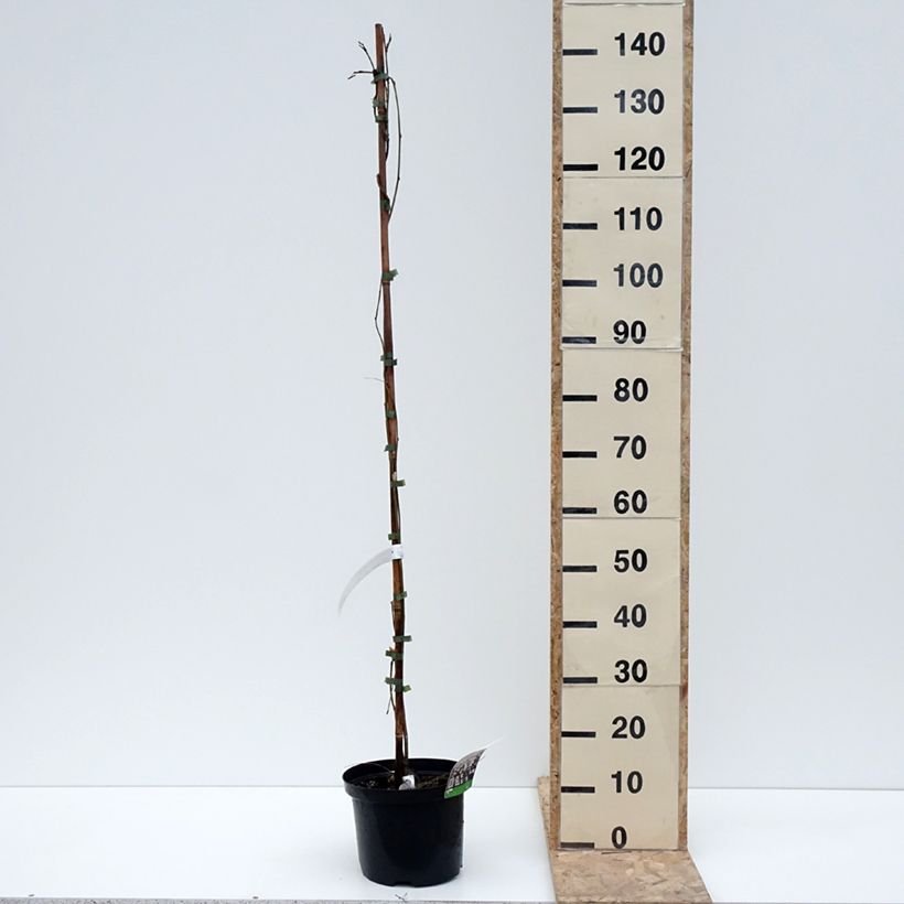 Wisteria floribunda Macrobotrys De Belder - Glicinia japonesa Maceta 4L/5L Ejemplar entregado en invierno