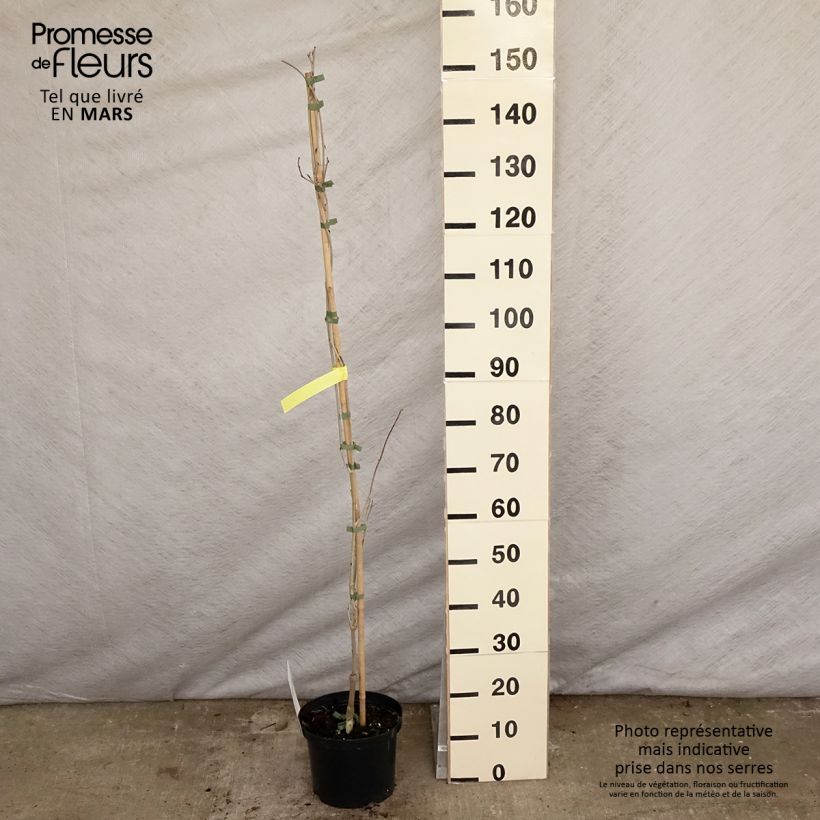 Wisteria floribunda Macrobotrys De Belder - Glicinia japonesa Maceta 4L/5L Ejemplar entregado en la primavera