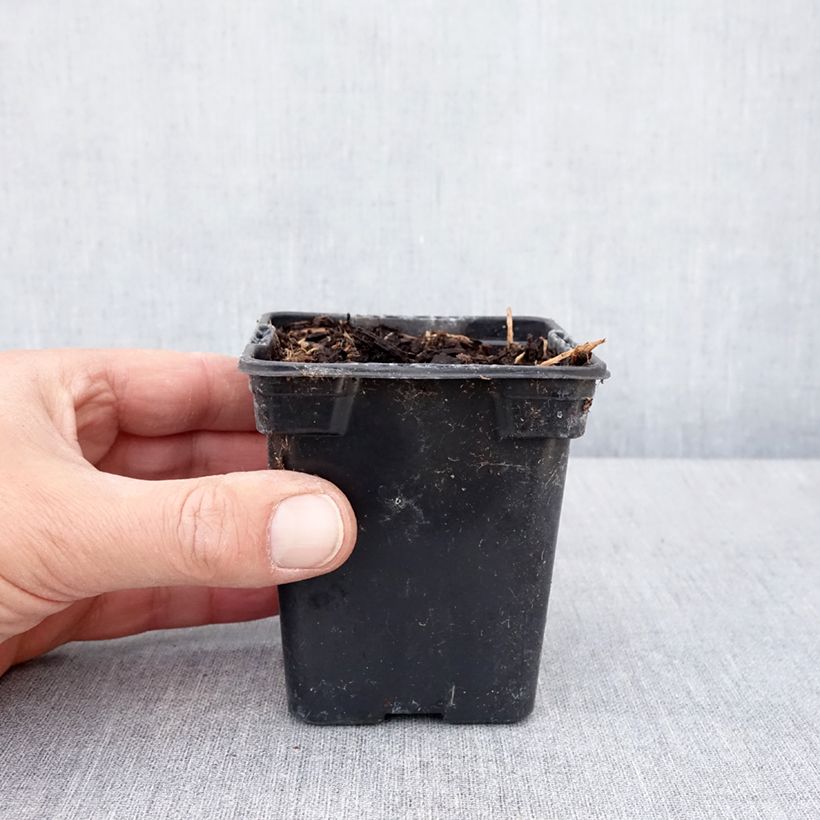 Legumbre papa - Apios americana Maceta de 8/9 cm Ejemplar entregado en la primavera