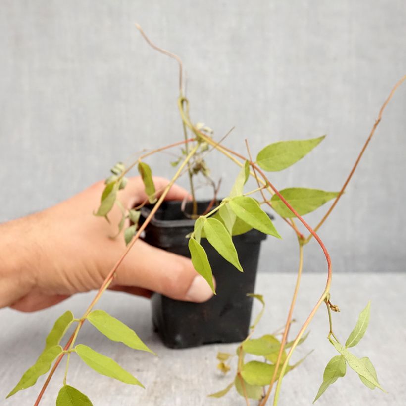 Ejemplar de Legumbre papa - Apios americana Maceta de 8/9 cm entregado en otoño