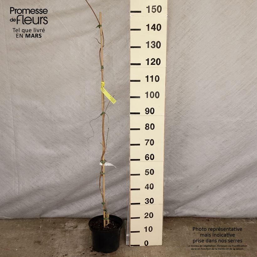 Wisteria brachybotrys White Silk - Glicinia Maceta 4L/5L Ejemplar entregado en la primavera