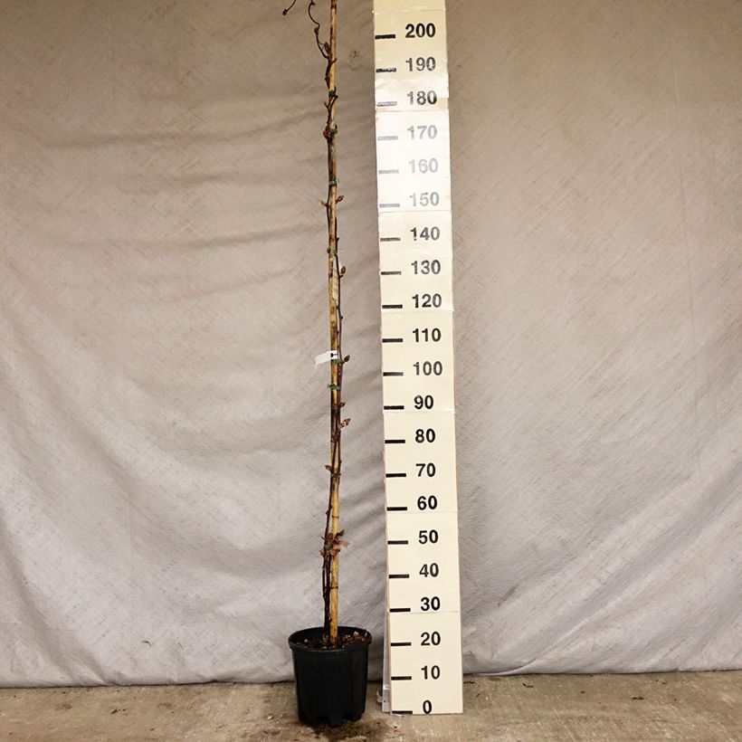 Wisteria brachybotrys Yokohama Fuji - Glicinia Maceta 7,5L/10L Ejemplar entregado en la primavera