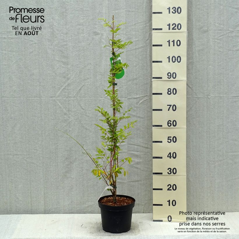 Ejemplar de Wisteria frutescens Longwood Purple - Glicina americana Maceta 3L/4L entregado en verano