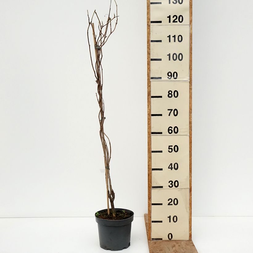 Wisteria frutescens var. macrostachya Clara Mack - Glicina americana Maceta 4L/5L Ejemplar entregado en invierno