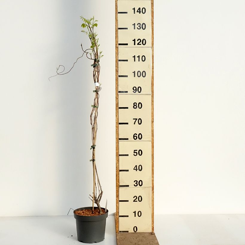 Wisteria frutescens var. macrostachya Clara Mack - Glicina americana Maceta 4L/5L Ejemplar entregado en la primavera