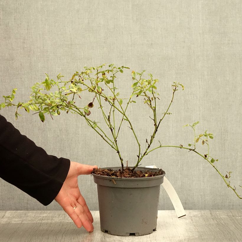 Ejemplar de Regalicia - Glycyrrhiza glabra Maceta 2L/3L entregado en otoño