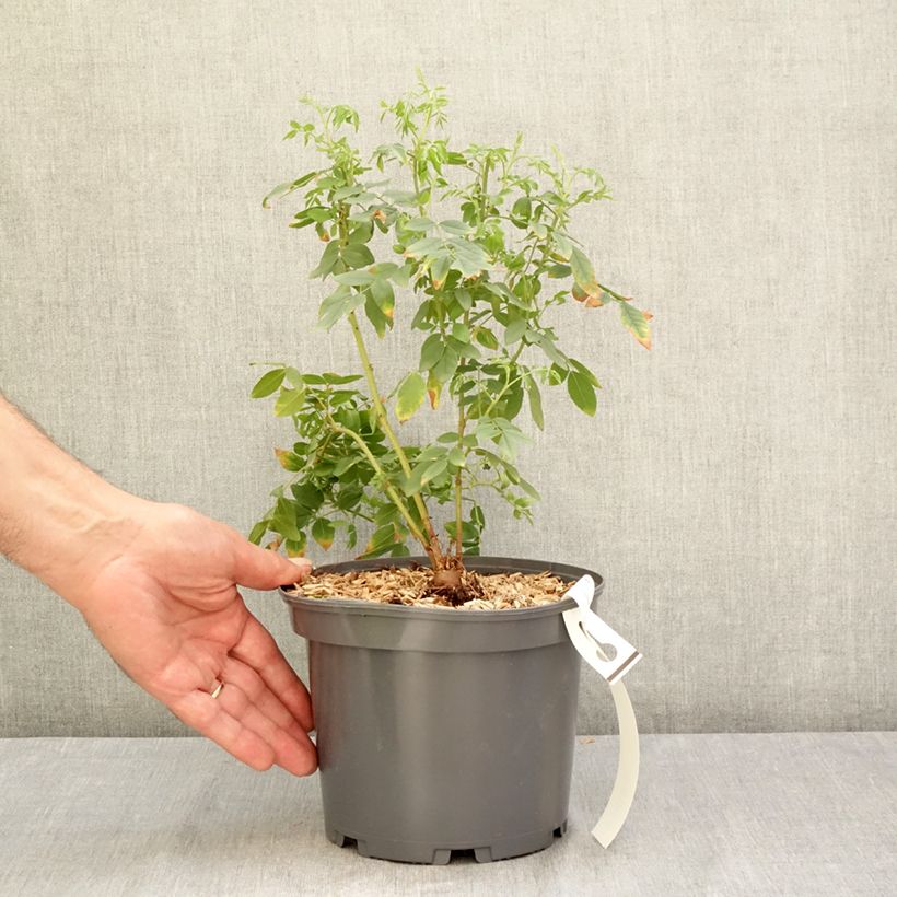 Ejemplar de Regalicia - Glycyrrhiza glabra Maceta 2L/3L entregado en verano