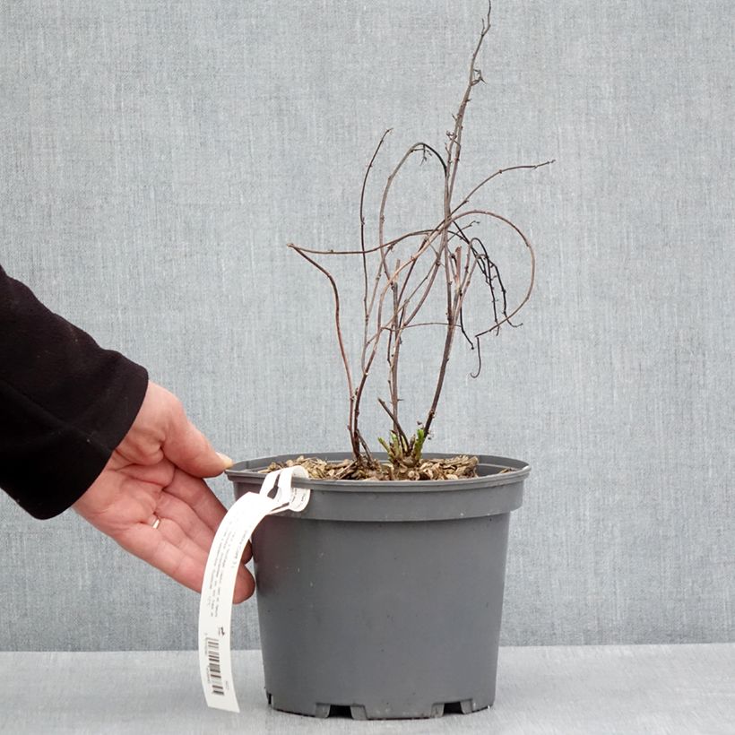 Regalicia - Glycyrrhiza glabra Maceta 2L/3L Ejemplar entregado en la primavera