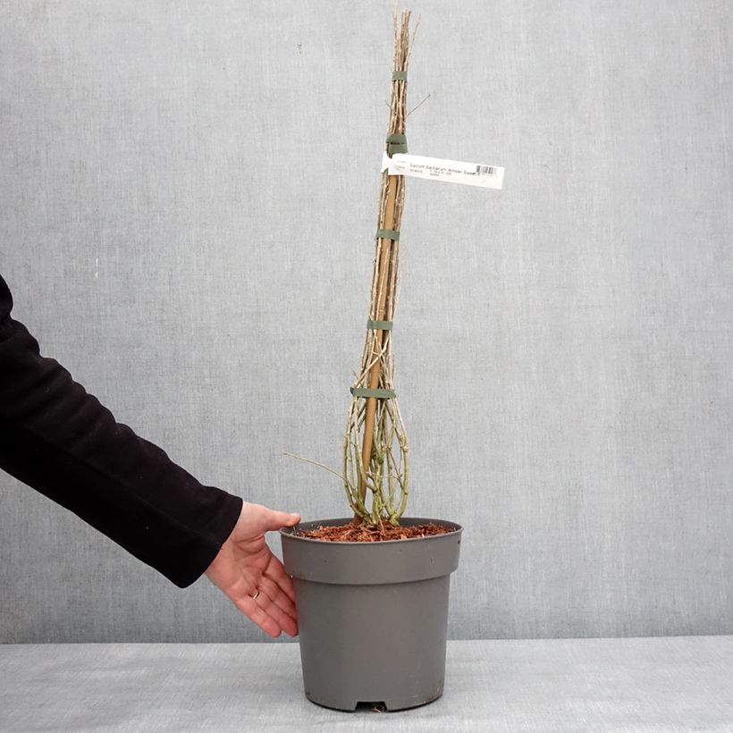 Goji Amber Sweet Maceta 4L/5L, Formación arbustiva Ejemplar entregado en invierno