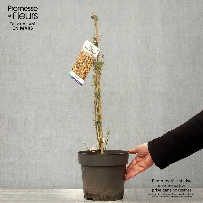 Goji Amber Sweet Maceta 4L/5L, Formación arbustiva Ejemplar entregado en la primavera