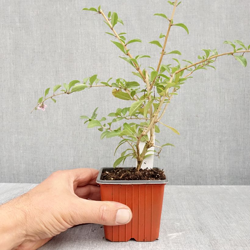 Ejemplar de Goji - Lycium barbarum Maceta de 8/9 cm entregado en otoño
