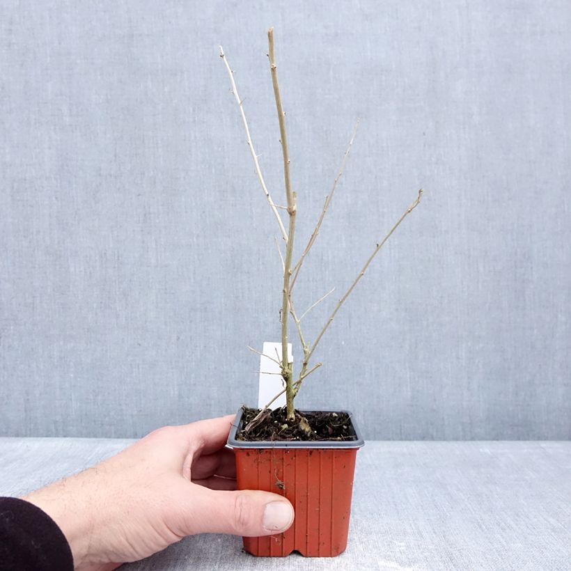 Goji - Lycium barbarum Maceta de 8/9 cm Ejemplar entregado en invierno