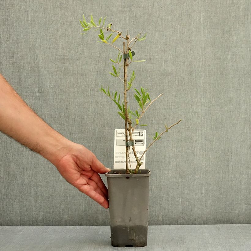 Ejemplar de Goji Q1 - Lycium barbarum Maceta 1,5L/2L, Formación arbustiva entregado en verano