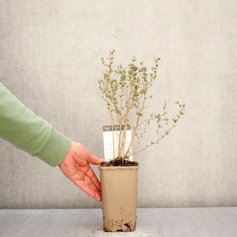 Goji Q1 - Lycium barbarum Maceta 1,5L/2L, Formación arbustiva Ejemplar entregado en invierno