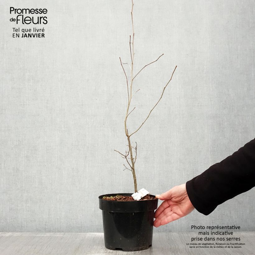 Nyssa sylvatica - Tupelo Maceta 2L/3L Ejemplar entregado en invierno