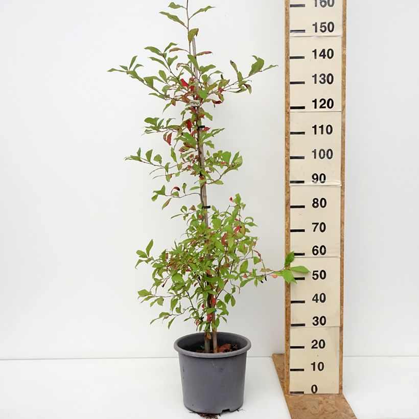 Ejemplar de Nyssa sylvatica - Tupelo Maceta 7,5L/10L entregado en otoño