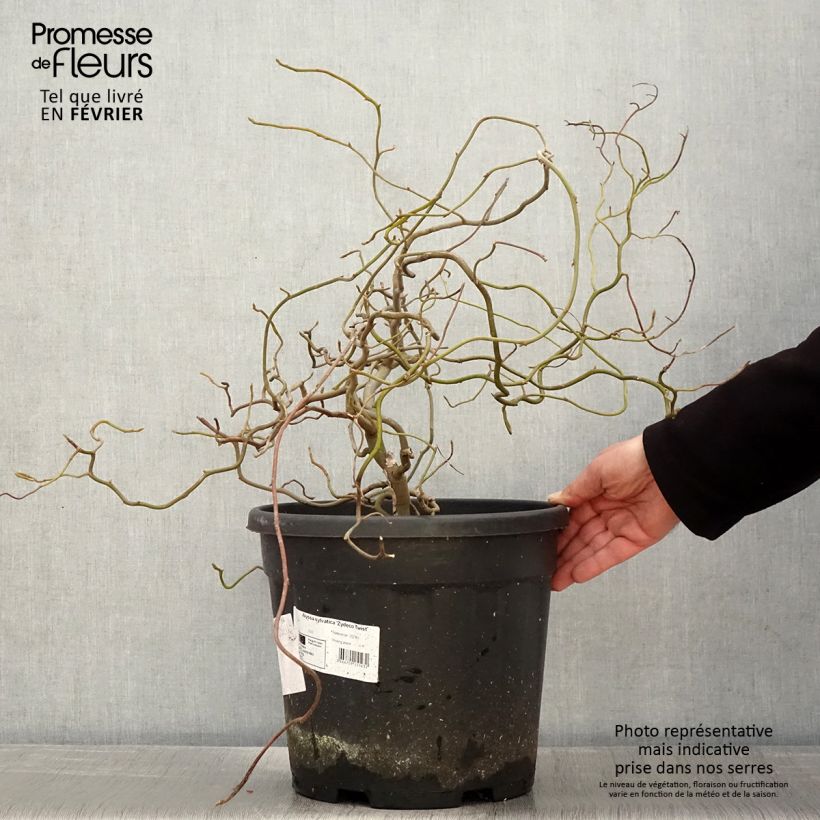 Nyssa sylvatica Zydeco Twist - Tupelo Maceta 12L/15L Ejemplar entregado en invierno