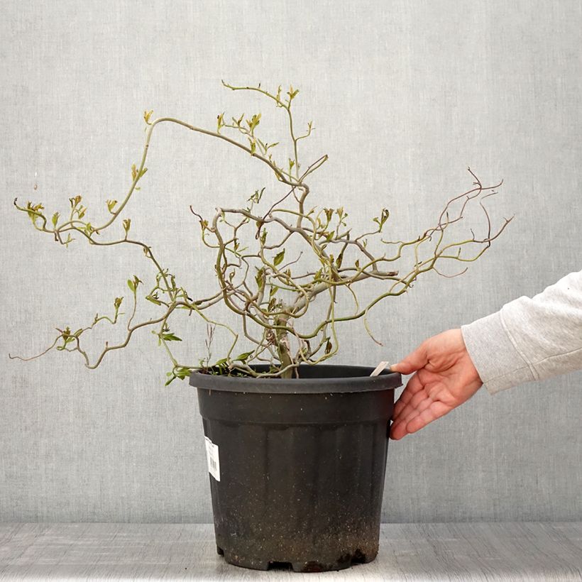 Nyssa sylvatica Zydeco Twist - Tupelo Maceta 12L/15L Ejemplar entregado en la primavera