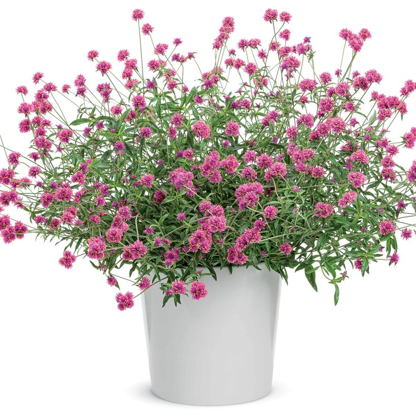 Gomphrena pulchella Truffula Pink (Porte)