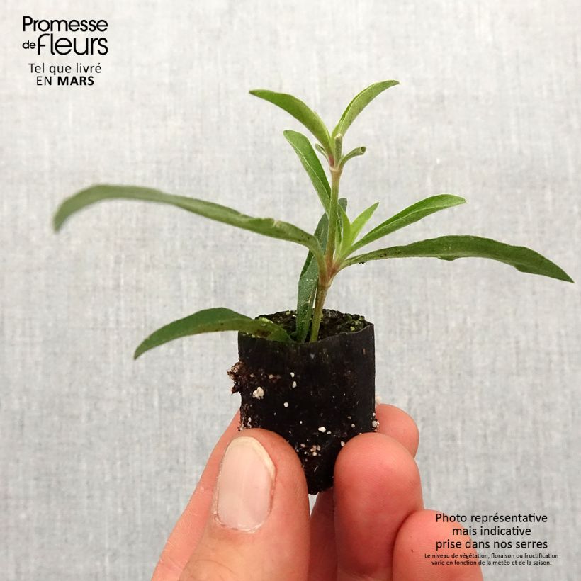 Gomphrena pulchella Truffula Pink minicepellón: Ø 1,5/2,5 cm Ejemplar entregado en la primavera