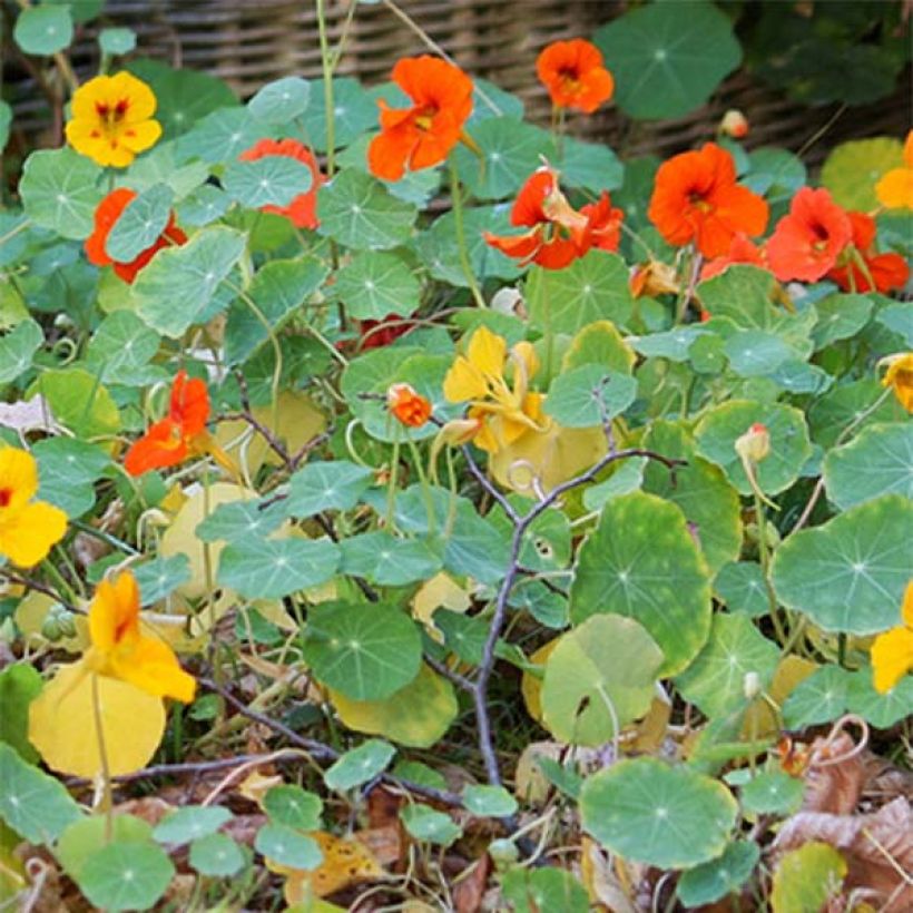 Capuchina enana Tom Thumb Mix (Follaje)