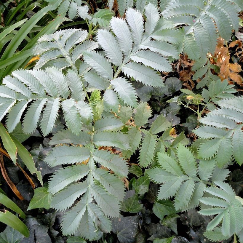 Melianthus major (semillas) - Melero (Follaje)