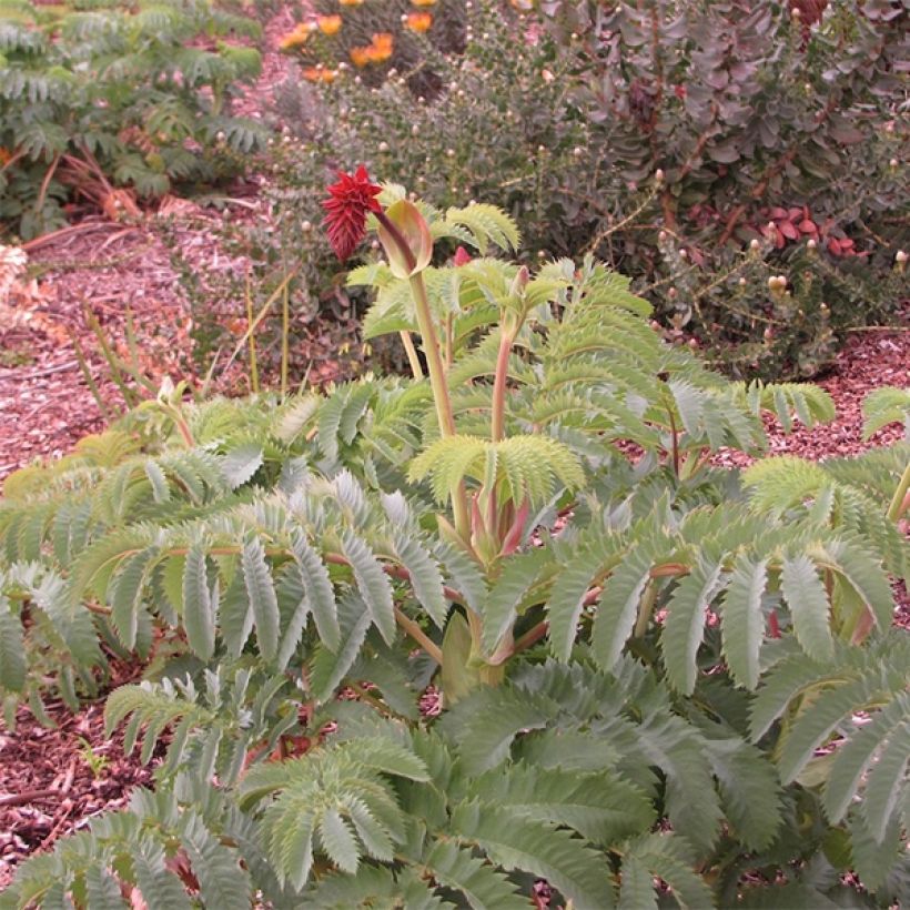 Melianthus major (semillas) - Melero (Porte)