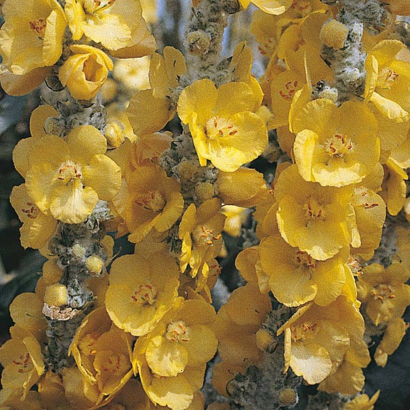 Verbascum bombyciferum Silver Lining (Floración)