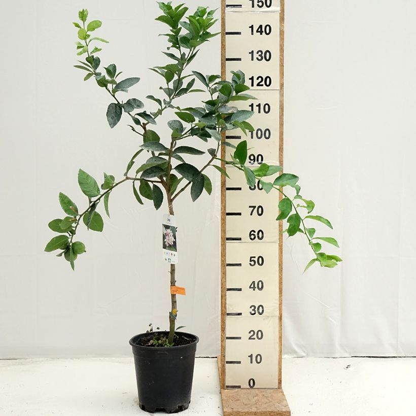 Ejemplar de Limón persa - Citrus latifolia Maceta 7,5L/10L, Medio tallo entregado en verano