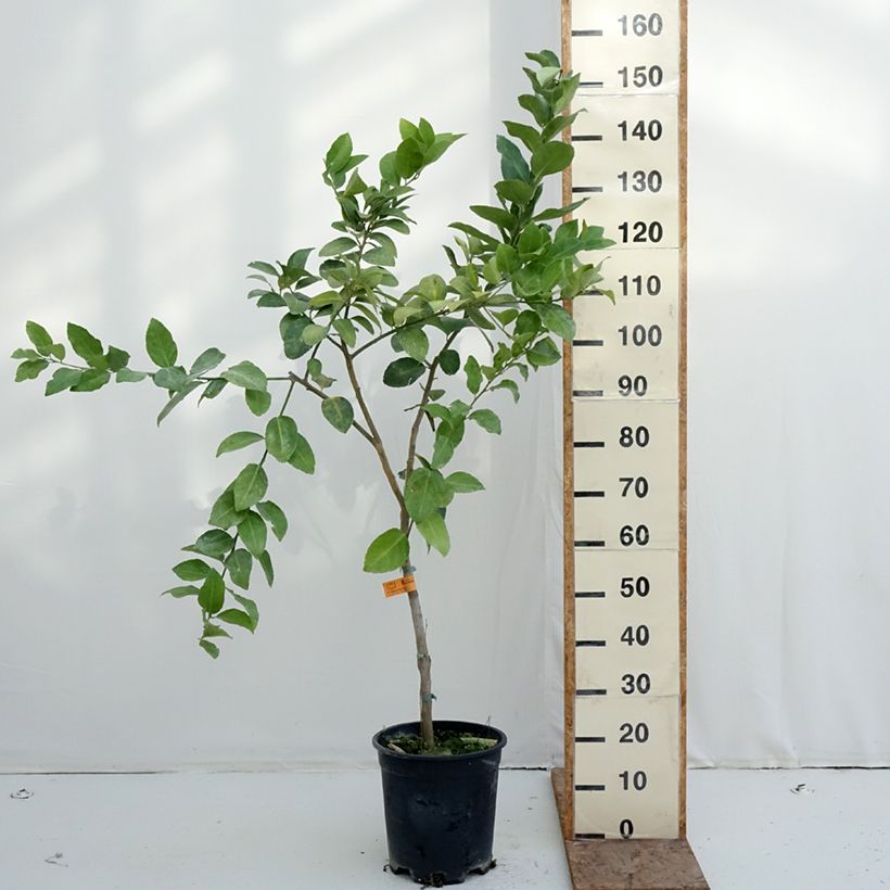 Limón persa - Citrus latifolia Maceta 7,5L/10L, Medio tallo Ejemplar entregado en invierno