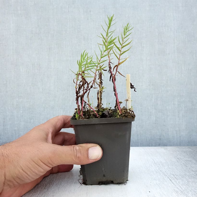 Ejemplar de Gratiola officinalis - Graciola Maceta de 8/9 cm entregado en verano