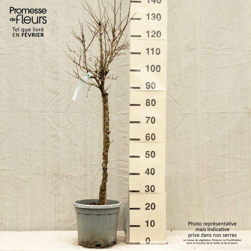 Punica granatum California Sunset - Granado Maceta 7,5L/10L Ejemplar entregado en invierno