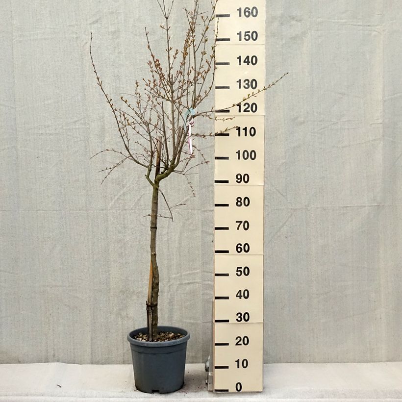 Punica granatum California Sunset - Granado Maceta 7,5L/10L, Medio tallo Ejemplar entregado en la primavera