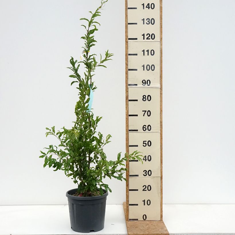 Ejemplar de Punica granatum California Sunset - Granado Maceta 7,5L/10L entregado en otoño
