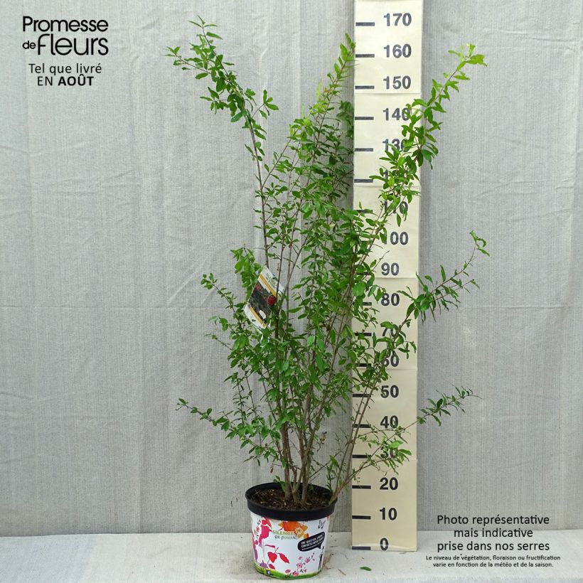 Ejemplar de Granada Plena Maceta 7,5L/10L, Formación arbustiva entregado en verano