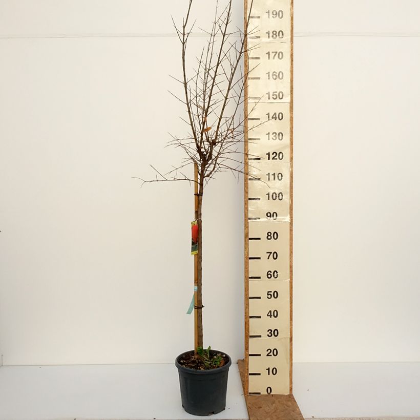 Ejemplar de Granada Acco Maceta 7,5L/10L, Medio tallo entregado en otoño