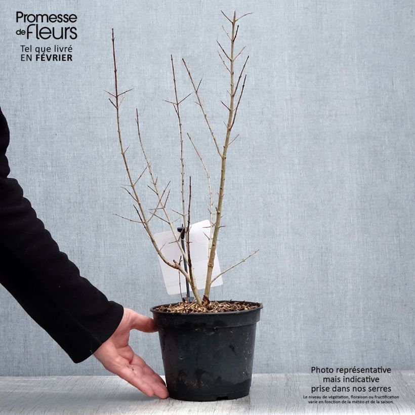 Granada Black Fruit Maceta 7,5L/10L, Formación arbustiva Ejemplar entregado en invierno