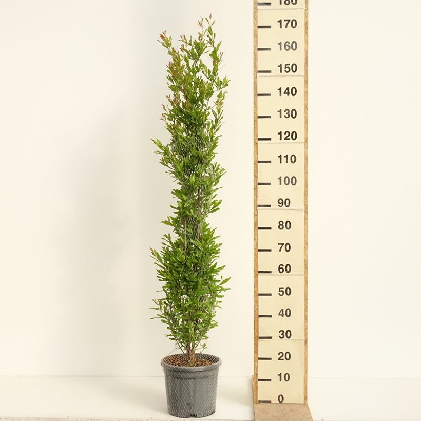 Granada Black Fruit Maceta 7,5L/10L, Formación arbustiva Ejemplar entregado en la primavera