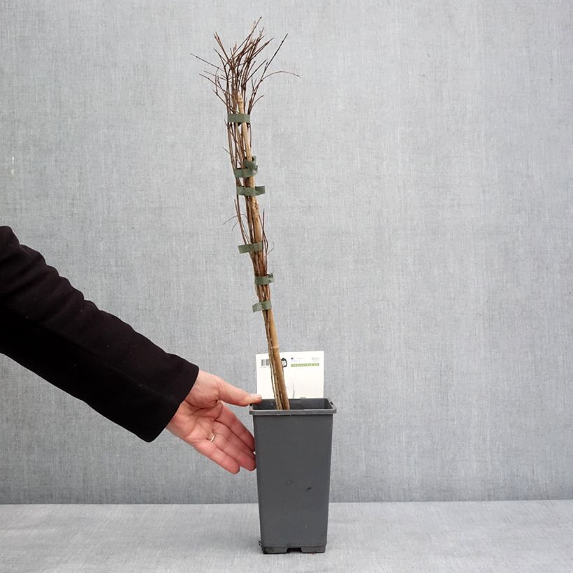 Granada Dente di leone Maceta 1,5L/2L, Formación arbustiva Ejemplar entregado en invierno