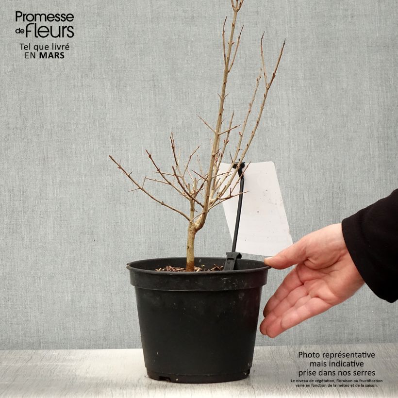 Granada Dente di leone Maceta 1,5L/2L, Formación arbustiva Ejemplar entregado en la primavera