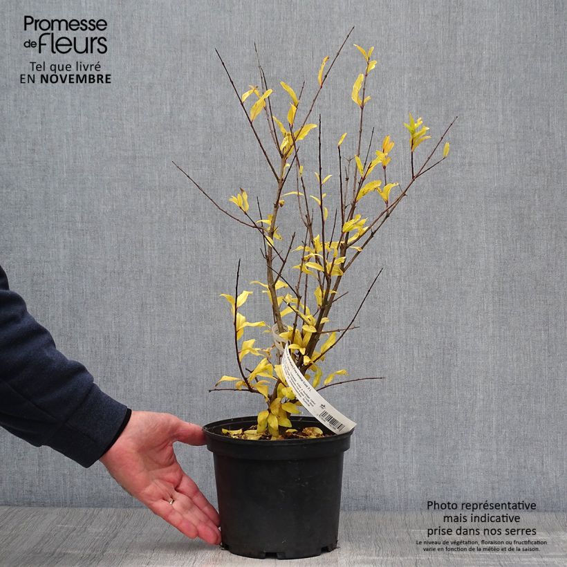 Ejemplar de Granada Fina Tendral Maceta 2L/3L, Formación arbustiva entregado en otoño