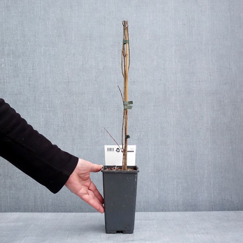 Granada Mollar de Elche Maceta 1,5L/2L, Formación arbustiva Ejemplar entregado en invierno