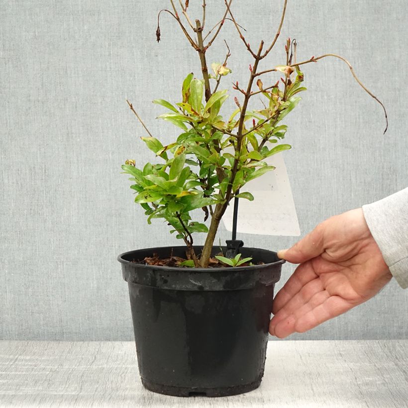 Granada Mollar de Elche Maceta 1,5L/2L, Formación arbustiva Ejemplar entregado en la primavera