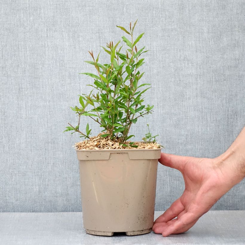 Granada Parfianka Maceta 3L/4L, Formación arbustiva Ejemplar entregado en la primavera